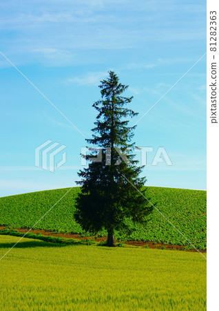 One Christmas tree One Christmas tree 81282363