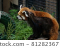 Lesser panda 81282367
