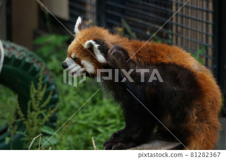 Lesser panda Lesser panda 81282367
