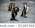 3 penguins 81282368