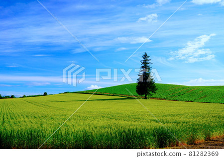 Christmas tree standing on the ground Christmas tree standing on the ground 81282369