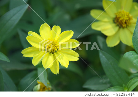 Yellow senior Yellow senior 81282414
