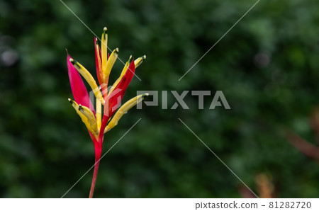Yellow Heliconia flowers (Lobster-claws) or parrot's beak is a genus of tropical plants.and Blurred green leaf background. Yellow Heliconia flowers (Lobster-claws) or parrot's beak is a genus of tropical plants.and Blurred green leaf background. 81282720