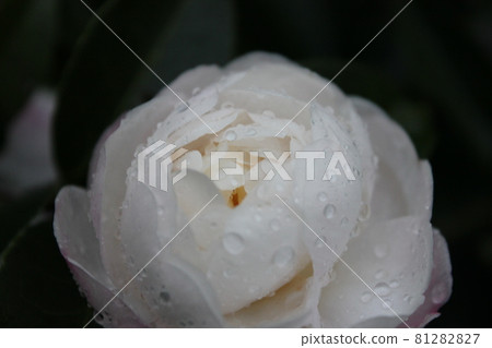 牡丹（牡丹）◯○。 ◦牡丹◦。 ○ ○ 81282827