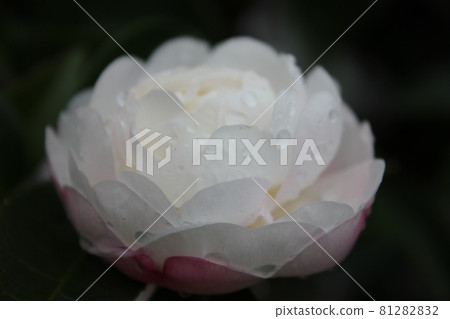 牡丹（牡丹）◯○。 ◦牡丹◦。 ○ ○ 81282832