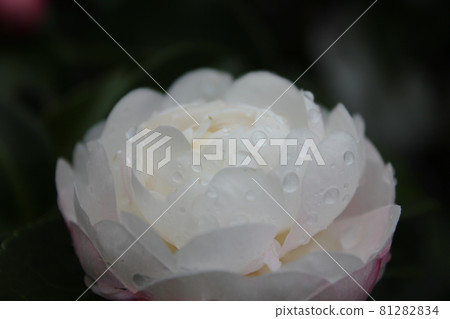 牡丹（牡丹）◯○。 ◦牡丹◦。 ○ ○ 81282834