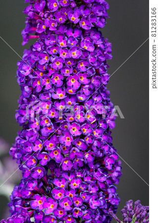 Buddleia flower also known as Butterfly bush, summer lilac. Buddleia flower also known as Butterfly bush, summer lilac. 81283166
