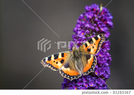 Orange Tortoiseshell butterfly (Aglais urticae) feeding on Buddleia flower also known as Butterfly bush, summer lilac. Orange Tortoiseshell butterfly (Aglais urticae) feeding on Buddleia flower also known as Butterfly bush, summer lilac. 81283167
