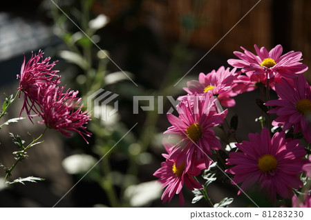 盛開的菊花江戶菊(紅色) 盛開的菊花江戶菊(紅色) 81283230