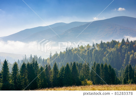 coniferous forest on the hill. nature scenery on a bright foggy morning. beautiful mountain landscape in autumn with clouds on the sky coniferous forest on the hill. nature scenery on a bright foggy morning. beautiful mountain landscape in autumn with clouds on the sky 81283378