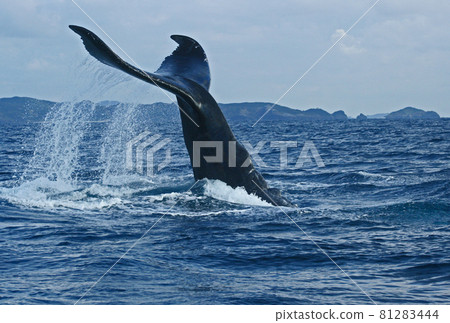 Humpback whale tail slap 81283444