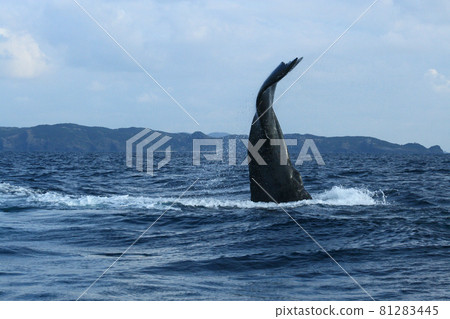 Humpback whale tail slap 81283445