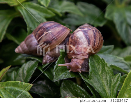 Close-up of Two dark achatina snail with brown striped shell crawls over the Green bush. Close-up of Two dark achatina snail with brown striped shell crawls over the Green bush. 81283487