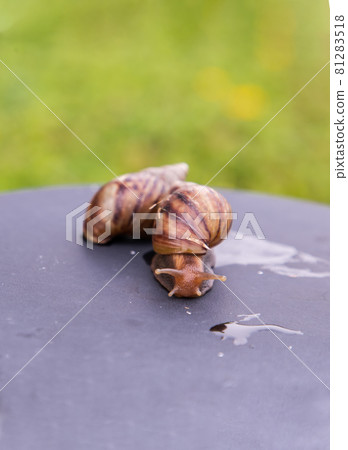 Two dark achatina snail with a brown striped shell crawling on the black steel platform. 81283518
