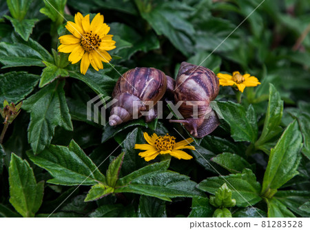 Two dark achatina snail with brown striped shell crawls over the Green bush. Two dark achatina snail with brown striped shell crawls over the Green bush. 81283528