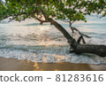 Blury blackground Beautiful  beach . White sand and tree travel tourism wide panorama background concept. 81283616