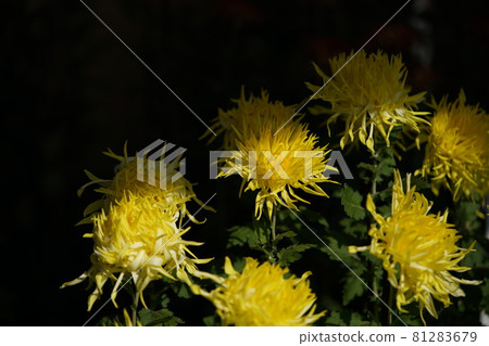 盛開的菊花江戶菊(黃色) 盛開的菊花江戶菊(黃色) 81283679