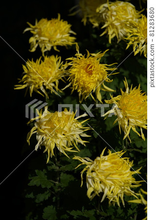 盛開的菊花江戶菊(黃色) 盛開的菊花江戶菊(黃色) 81283680