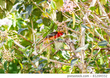 一隻大腹雀在樹枝間快速移動。 81284332