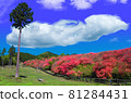 杜鵑群落（德島縣，Funakubotsutsuji 公園）插圖 81284431
