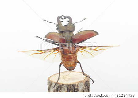 Flight of Miyama stag beetle white background Flight of Miyama stag beetle white background 81284453
