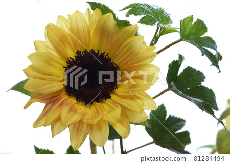 sunflower	 81284494
