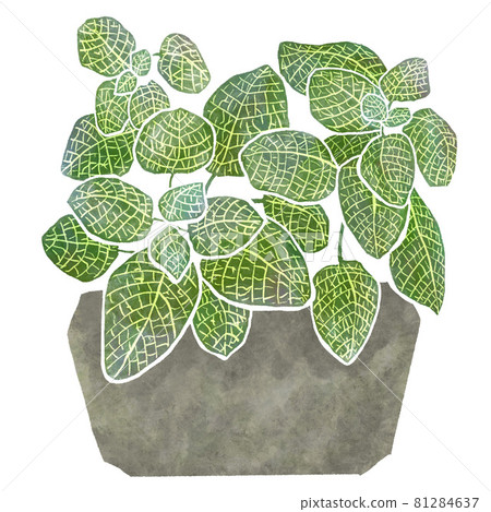 Ornamental plant watercolor style inria green indoor fittonia Ornamental plant watercolor style inria green indoor fittonia 81284637