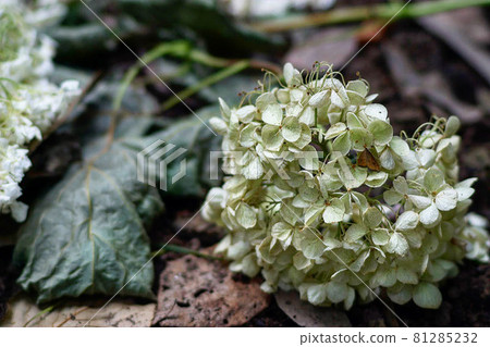 一朵悲傷的枯萎的花 81285232