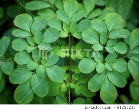 美麗的對稱野草 81285233