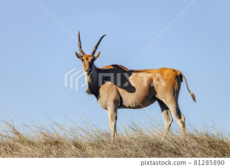 Eland antelope is the largest screw-horned antelope of the African continent. 81285890