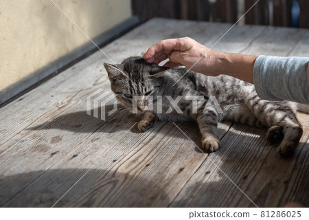Akizuki cat in the ancient city Akizuki cat in the ancient city 81286025