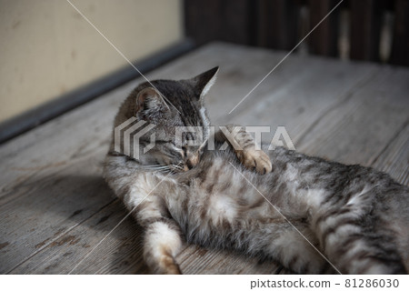 Akizuki cat in the ancient city Akizuki cat in the ancient city 81286030