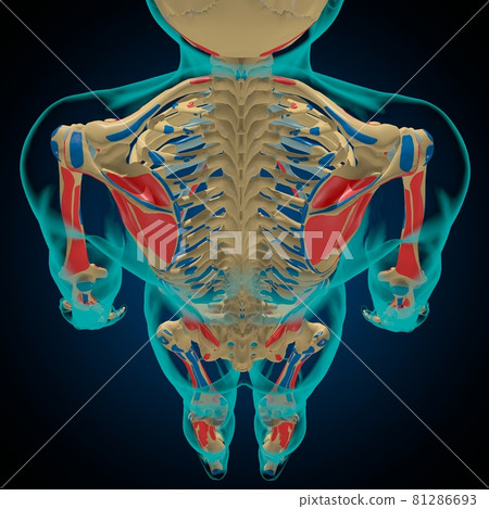 Skeleton with Muscle Origins and Insertions Anatomy For Medical Concept 3D 81286693