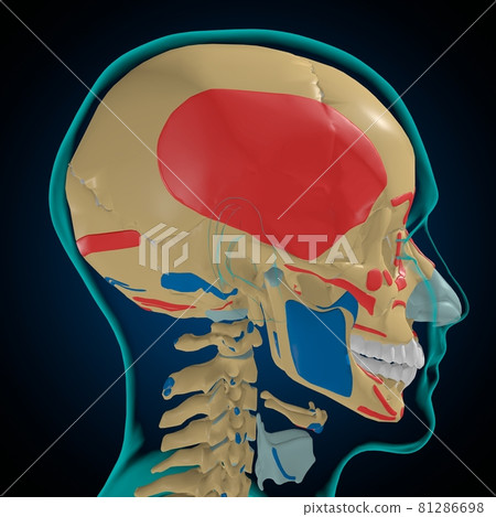 Skeleton with Muscle Origins and Insertions Anatomy For Medical Concept 3D 81286698
