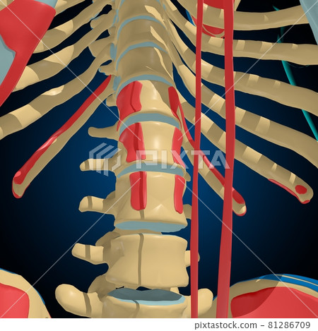 Skeleton with Muscle Origins and Insertions Anatomy For Medical Concept 3D Skeleton with Muscle Origins and Insertions Anatomy For Medical Concept 3D 81286709