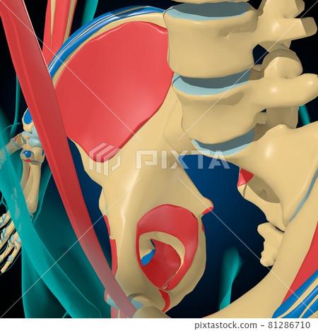 Skeleton with Muscle Origins and Insertions Anatomy For Medical Concept 3D Skeleton with Muscle Origins and Insertions Anatomy For Medical Concept 3D 81286710