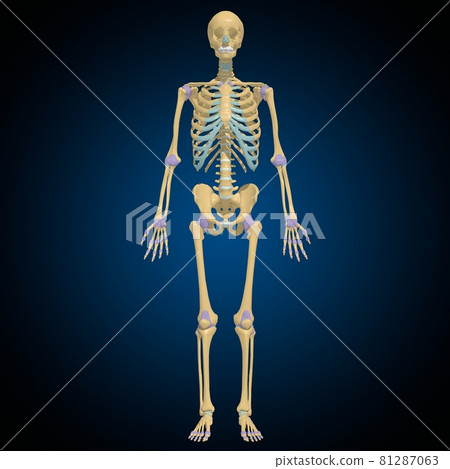 Articular capsule Anatomy For Medical Concept 3D 81287063