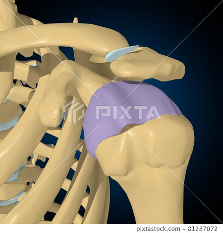 Articular capsule Anatomy For Medical Concept 3D 81287072
