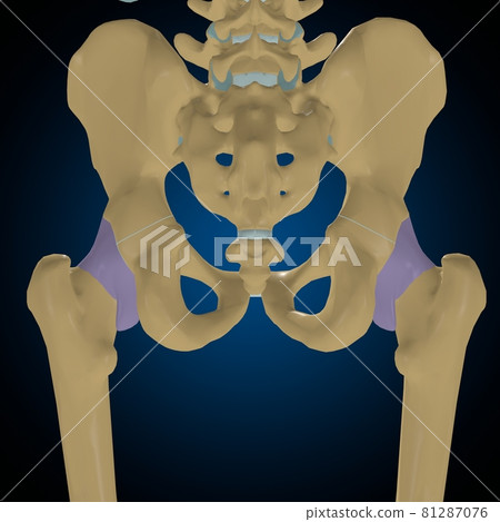 Articular capsule Anatomy For Medical Concept 3D 81287076