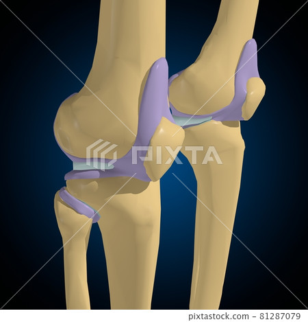 Articular capsule Anatomy For Medical Concept 3D 81287079