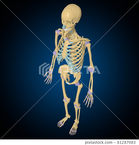 Articular capsule Anatomy For Medical Concept 3D Articular capsule Anatomy For Medical Concept 3D 81287083