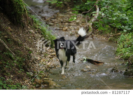 border collie wet 81287117