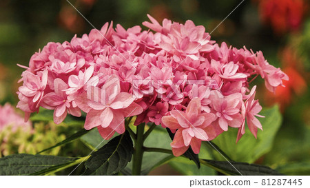 hydrangea hydrangea 81287445