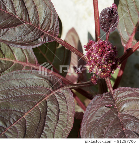 Leaves and flowers of crimson amaranth. Amaranthus is a cosmopolitan genus of annual or short-lived perennial plants. Most of the Amaranthus species are commonly referred to as pigweeds. Leaves and flowers of crimson amaranth. Amaranthus is a cosmopolitan genus of annual or short-lived perennial plants. Most of the Amaranthus species are commonly referred to as pigweeds. 81287700