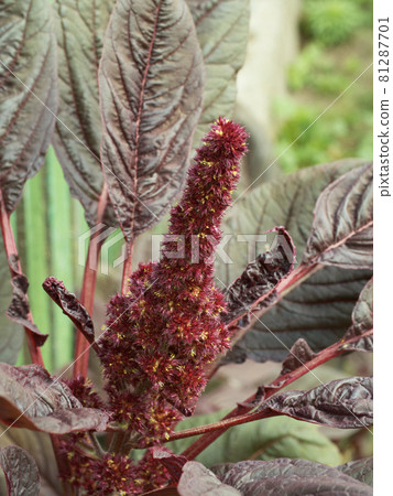 Bunch of crimson amaranth flowers, close-up. Amaranth inflorescence. 81287701