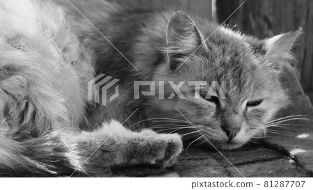 Outbred fluffy cat is dozing. Portrait of a gray cat. Outbred fluffy cat is dozing. Portrait of a gray cat. 81287707