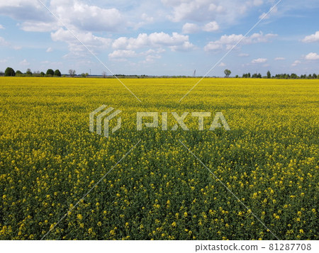 Picturesque rapeseed field under the blue sky. Farmland covered with flowering rapeseed, aerial view. Picturesque rapeseed field under the blue sky. Farmland covered with flowering rapeseed, aerial view. 81287708