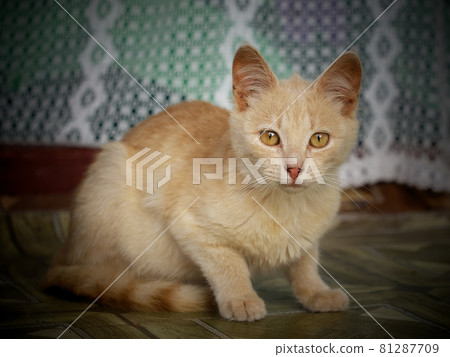 Little kitty with yellow eyes, portrait. Portrait of a domestic cat. Little kitty with yellow eyes, portrait. Portrait of a domestic cat. 81287709