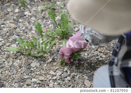 在花園裡除草的女人 在花園裡除草的女人 81287950