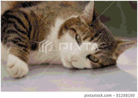 cute fluffy relaxing cat 81288180